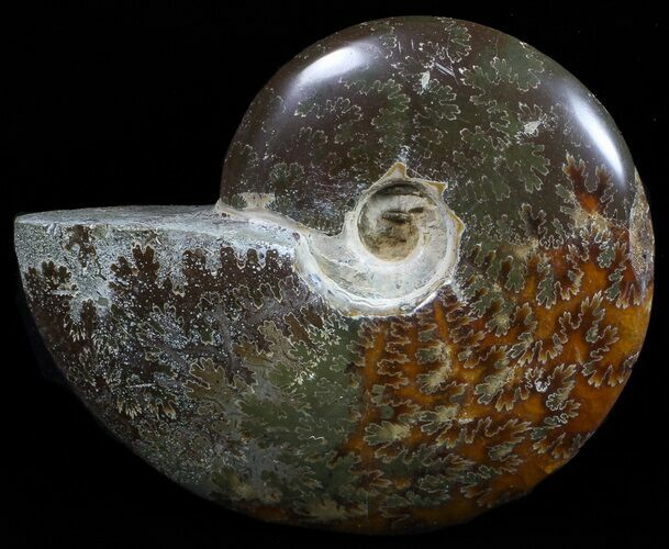 Polished, Agatized Ammonite (Cleoniceras) - Madagascar #59889